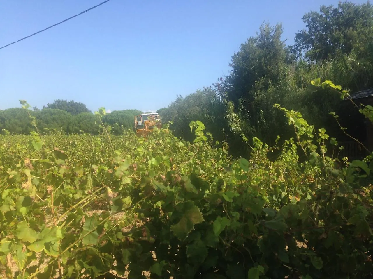 Clos Des Vignes Pampelonne Vineyard Ramatuelle Bed & Breakfast